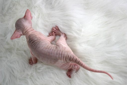 Sphynx Kitten