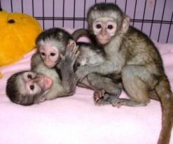 Spider Monkey