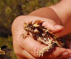 Thorny Devil