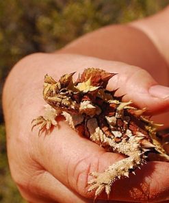 Thorny Devil