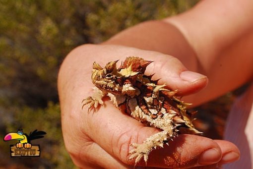 Thorny Devil