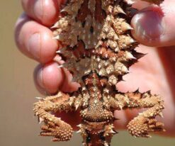 Thorny Devil