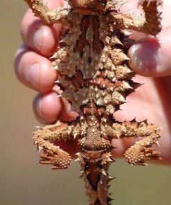 Thorny Devil