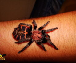 Tiger Rump Tarantula