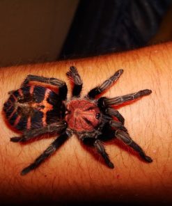 Tiger Rump Tarantula