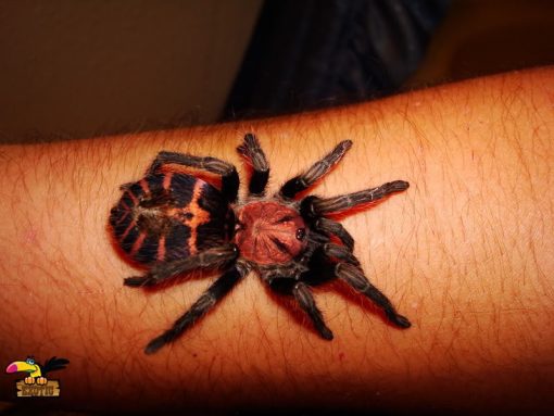 Tiger Rump Tarantula