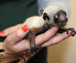 Young Crowned Sifaka