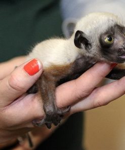 Young Crowned Sifaka