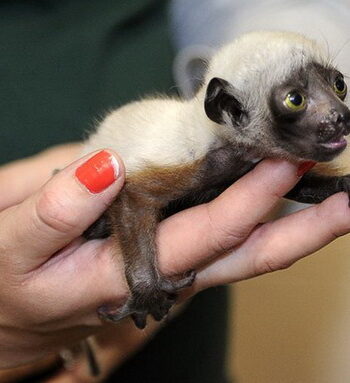 Young Crowned Sifaka