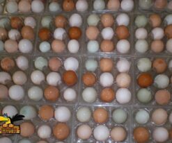 Macaw Parrots Eggs
