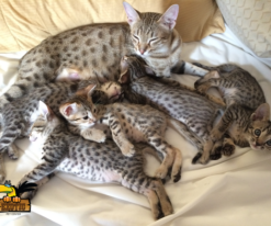 Savannah Kitten