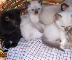 Siamese Kitten