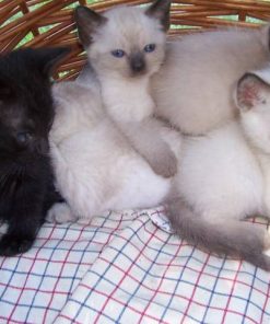 Siamese Kitten