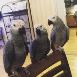 African grey Parrot