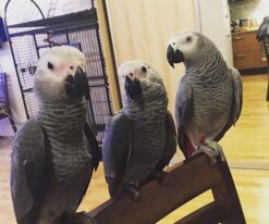 African grey Parrot