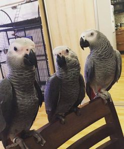 African grey Parrot