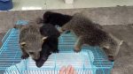 Binturong Baby