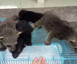 Binturong Baby