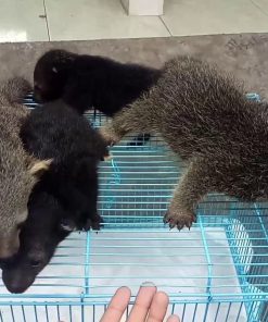 Binturong Baby