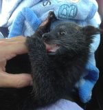 Binturong Baby