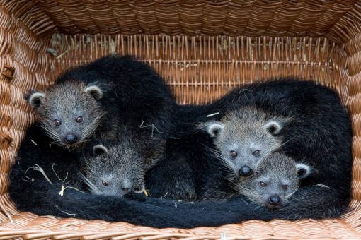 Binturong Baby