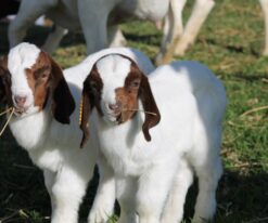 Boer Goat