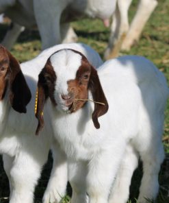 Boer Goat