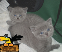 British Shorthair Kitten