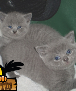 British Shorthair Kitten