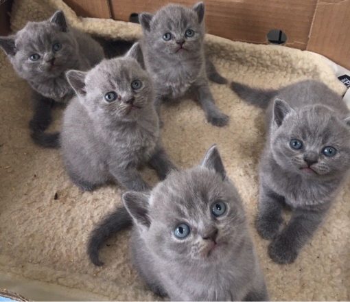 British Shorthair Kitten