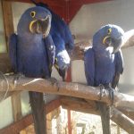 Hyacinth Macaw Parrot