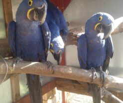 Hyacinth Macaw Parrot