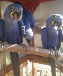 Hyacinth Macaw Parrot