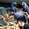 Hyacinth Macaw Parrot,.