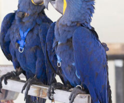 Hyacinth Macaw Parrot