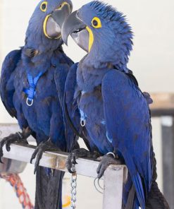 Hyacinth Macaw Parrot