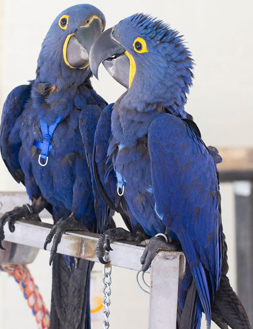 Buy Hyacinth Macaw Parrot Online Hyacinth Macaw Parrot For Sale,Cooking Ribs On Gas Grill In Foil