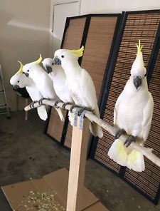 Moluccan Cockatoo Parrot