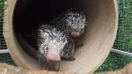 Prehensile Tailed Porcupine