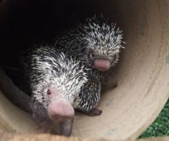 Prehensile Tailed Porcupine