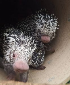 Prehensile Tailed Porcupine