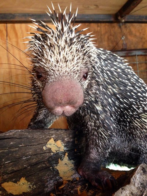 Prehensile Tailed Porcupine