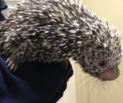 Prehensile Tailed Porcupine