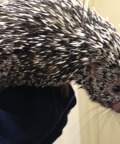 Prehensile Tailed Porcupine