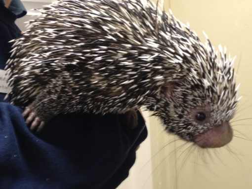 Prehensile Tailed Porcupine