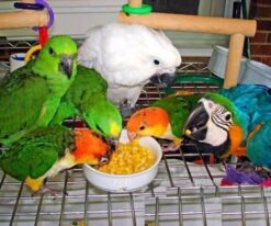 Ringneck Parrot