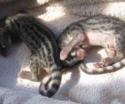 Spotted Genet