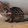Spotted Genet1