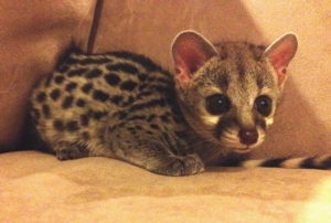 Spotted genet