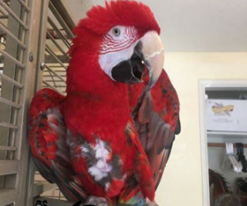Scarlet Macaw Parrot